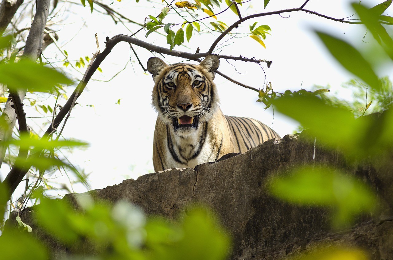 where to see tigers in india